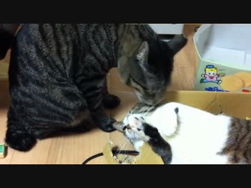 バリむしゃあ