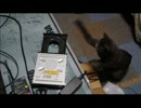 (☝ ՞ਊ ՞)☝ウイーン vs 猫