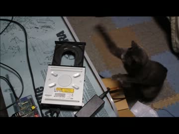 (☝ ՞ਊ ՞)☝ウイーン vs 猫