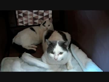 くるねこ大和　20131215　胡麻 八兵衛 九太郎