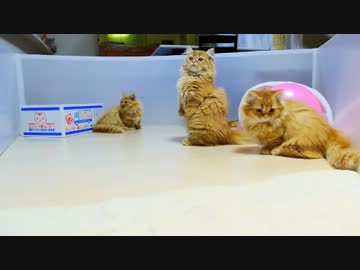 【マンチカンズ】天才ドリブラーなマンチカン