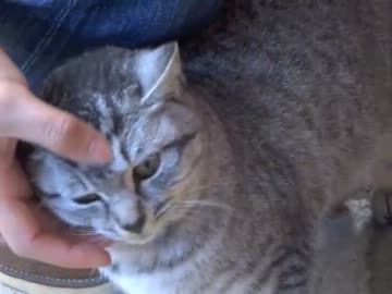 伏見稲荷のアイドル猫