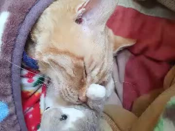 ぐっすり