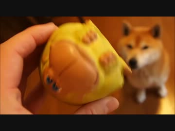 間抜けすぎる柴犬 1