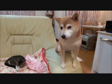 ミルキーの隣りに座りたいいちご