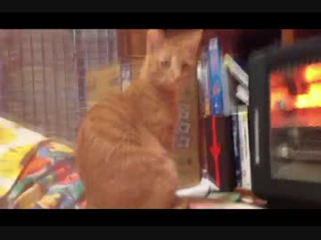 フルハウスに夢中な子猫