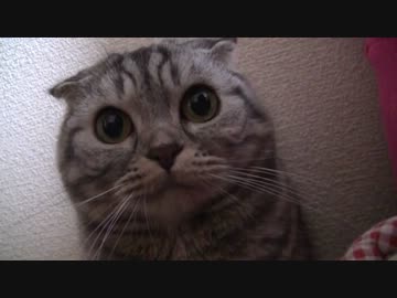姫とレオを編集して遊んでみました