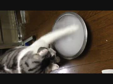 ドライアイスと猫