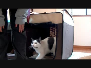 くるねこ大和　20131217　八九胡麻