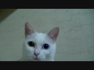 【ねこ】　オッドアイねこのティアちゃん