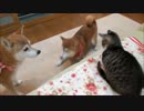 テンションが高すぎる柴犬ひかり　