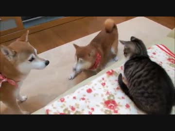 テンションが高すぎる柴犬ひかり　