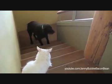 犬を通せんぼする猫たち…門番のように立ちはだかる