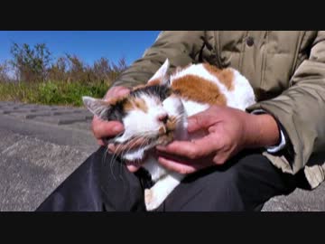 ごきげんシッポブンブン【魚くれくれ野良猫】