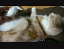【カフェオレ】膝の上でごろんごろん