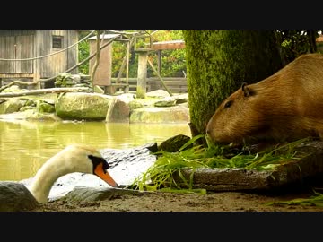 古いカピバラ動画詰め合わせ