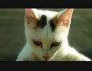 M4H01582 - YouTube_cc1p.240p.flv