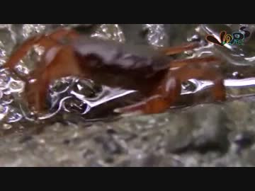 【高尾山】初登山はザキの裏拳がしんに炸裂~後編~【V.A.P.S_Bだっしゅ】