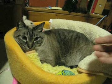 ジャンくんのシッポをつかんだぞ！