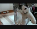 くるねこ大和　20131219　胡麻ちゃんに親愛