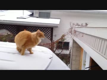 ジャンプに失敗して滑り落ちる猫