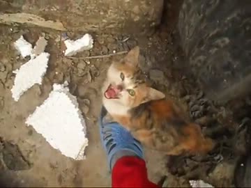 捨て猫拾いました