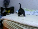 生後29週間-5　兄弟けんか…じゃれあい？