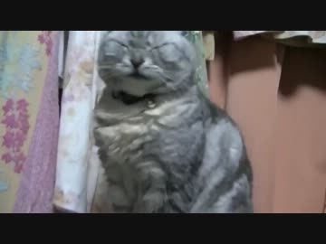 【ねこ】うちのねこ紹介します