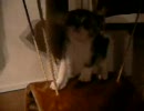 はじめてのキャットタワーで遊ぶぬこ