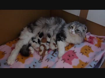 【リア獣】 産まれたての子猫　【生誕】