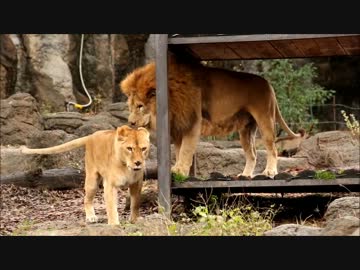 動物園へ行ってきたよ