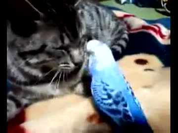 猫にツンツンするセキセイインコ