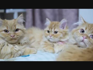 【マンチカンズ】ラブラブなマンチカンの子猫たち