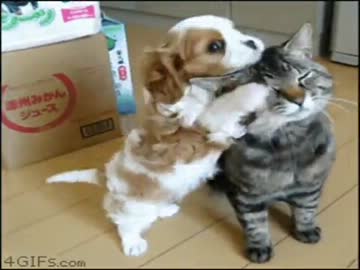 【動物】癒されたらコメント【GIF】