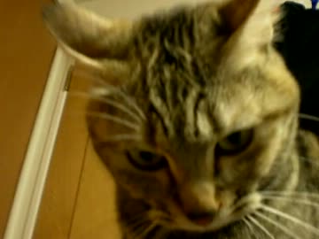 拾いねこ＠生後535/502日目　きりっと美人な月音様