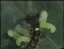 昆虫シリーズ　07　(ｱﾅﾊﾞﾁ、ｺﾏﾕﾊﾞﾁ､ｱｼﾌﾞﾄｺﾊﾞﾁ)