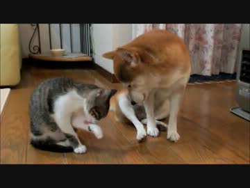 寒い朝のひかりとミルキー