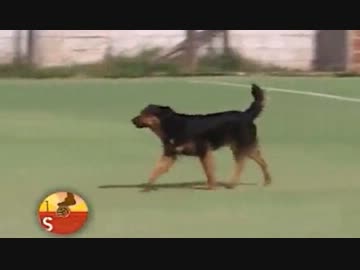 岡崎慎司ゴール集13~14