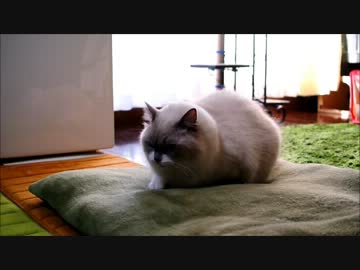 遊んでくれなくてすねてしまう猫