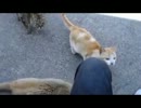 【永井先生】ともさんとアオリイカ動画鑑賞