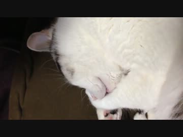 自分の肉球をちゅっちゅする猫