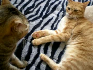 拾いねこ＠生後536/503日目　ROUND1 FIGHT！