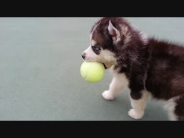 ハスキー犬さんアゴが外れそうなぐらいテニヌボール咥えてるもよう