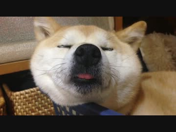 いいえ私はふたご座の犬