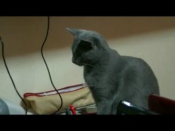 ロシアンブルーややたんヾ(*ΦωΦ)ﾉ年賀状印刷dkdk｡♥｡･ﾟ♡ﾟ･｡♥