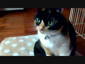 猫はこたつよりも・・・