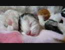 【リア獣】 生後四日目　ドアップ　【猫万歳】