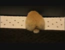 うさぎのきなこ　＃０７　弾丸きなこ　