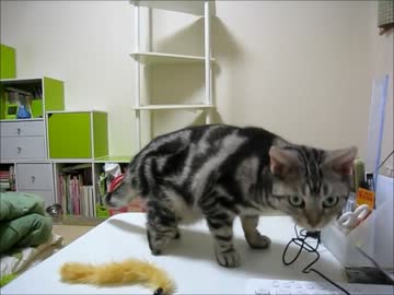 はじめての猫飼い073　～ゆめちゃんの家猫修行～