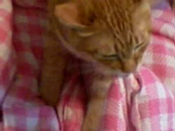 拾いねこ＠生後538/505日目part1　ふみふみあこにょん